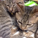去年4月と8月に産まれた猫の里親募集します