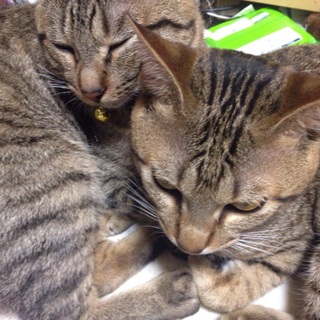 去年4月と8月に産まれた猫の里親募集します