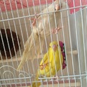 インコ