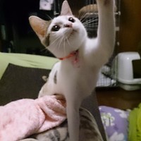 せな