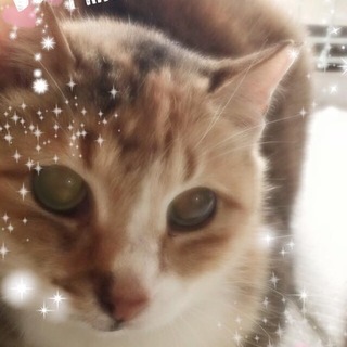 穏やかな三毛ちゃん