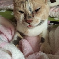 ちょこ