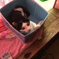 ダーク