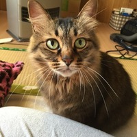 れむ