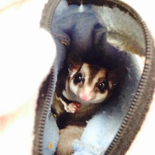 フクロモモンガ♀