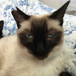動物愛護団体は飼い猫に桜耳を勧めますか 相談 2276 ペットのおうち 月間利用者150万人