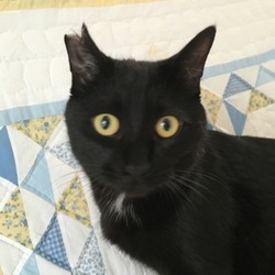 動物愛護団体は飼い猫に桜耳を勧めますか 相談 2276 ペットのおうち 月間利用者150万人