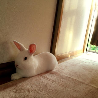 里親募集！真っ白うさぎ