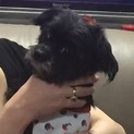【決定】可愛いくておとなしい小型mix♀♪
