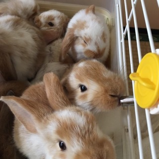 ポーランドロップイヤー仔ウサギ