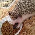 ハリネズミ