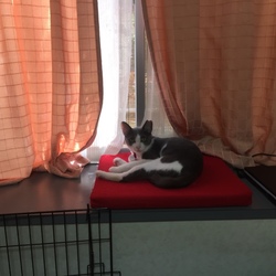 今日のいっちゃん