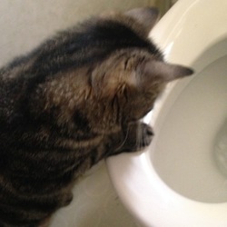 水が流れるのが気になる〜！