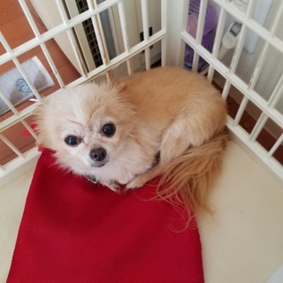 おとなしいチワワです