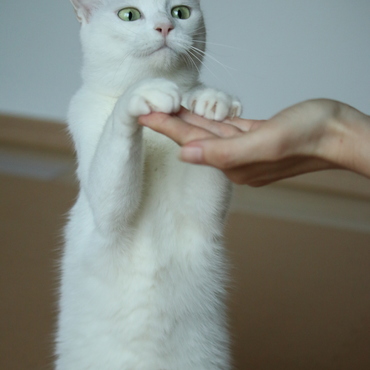 おて、おかわり、りょうて。出来たときのドヤ顔