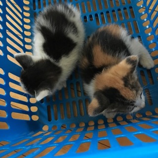 野良の子猫①② 応募多数の為、一時募集停止中
