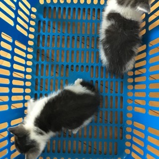 野良の子猫③④ 応募多数の為、一時募集停止中