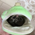 里親決まりました ( ˊᵕˋ )✧︎*。