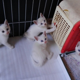 【奄美大島対面渡し】4月生まれの青い瞳の白い子猫