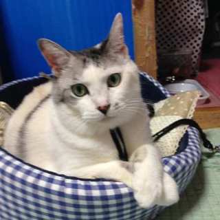 亡き友の残した子です・・幸せを待っています