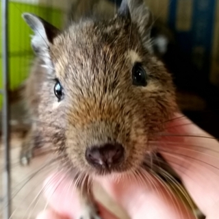 デグー仲良し3兄弟　オス