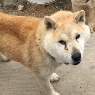 大人しい柴犬（オス）