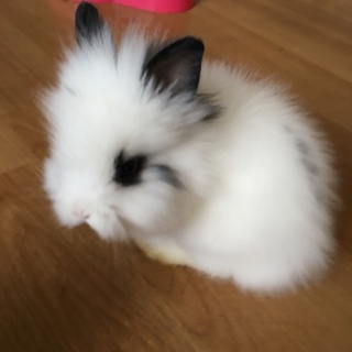 うさぎの赤ちゃんの里親募集