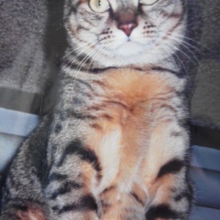 【里親決定有難うございましたm(__)m】