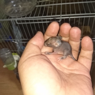 デグーベビーの里親募集中