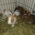 ミニウサギ子供