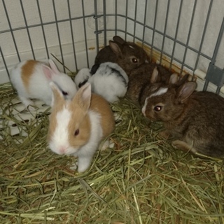 ミニウサギ子供