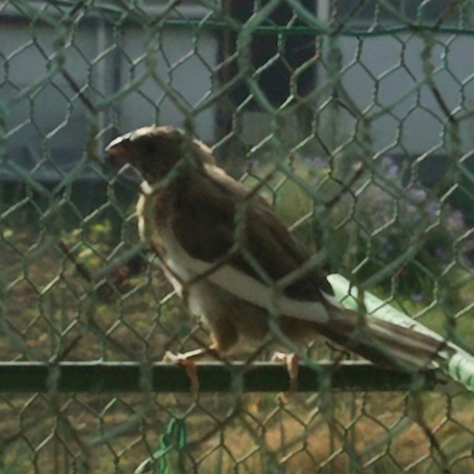 チャコちゃんのカバー写真