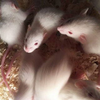 ダンボラットの赤ちゃんです