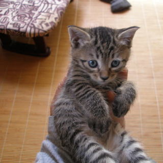 かわいいトラの子猫です！