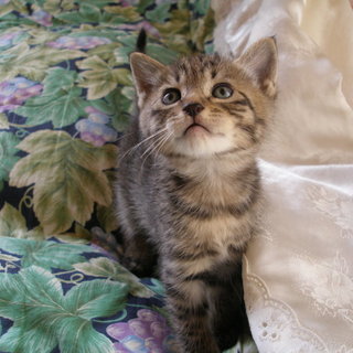 かわいいトラの女の子です！