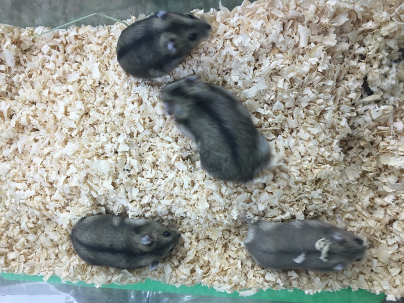 生後約２ヶ月です。 サムネイル1