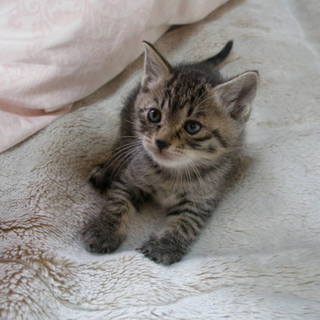 かわいくて小柄なトラ猫の女の子です！