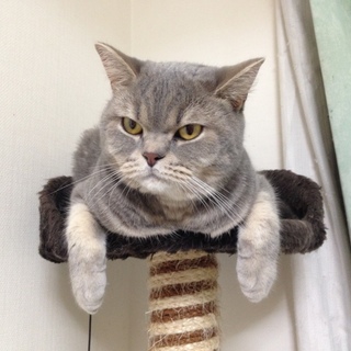 急募‼︎ブリショーの男の子と三毛の女の子