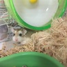 あやか06