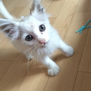 キュートな♡白猫ちゃん
