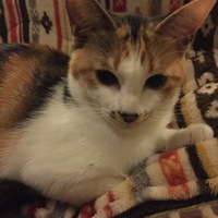 ワカメ