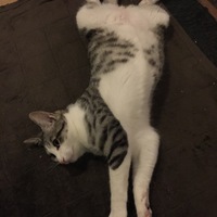 カツオ