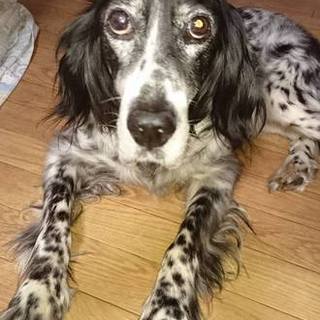 いつまでも少女のようなサラのすべてを