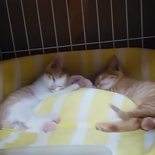 かわいい仲良し兄弟