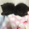 もふもふ黒ちゃん兄弟♪