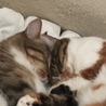 ごっつんこ ♪