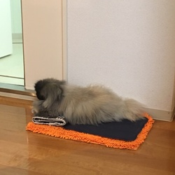 最近あつくて