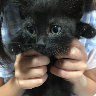 黒猫男の子☆たろうくん