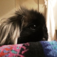 謎謎(ミーちゃん)