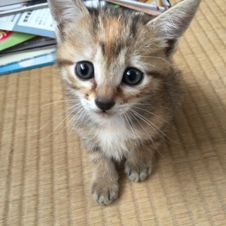 4月21日生まれ！キジ三毛女の子☆